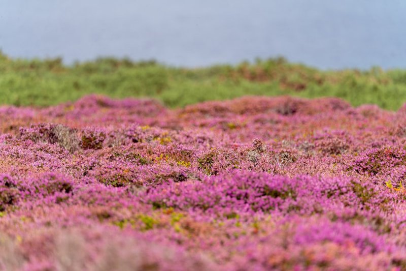Wuthering Heights zoals Emily Brontë het nooit bedoelde
